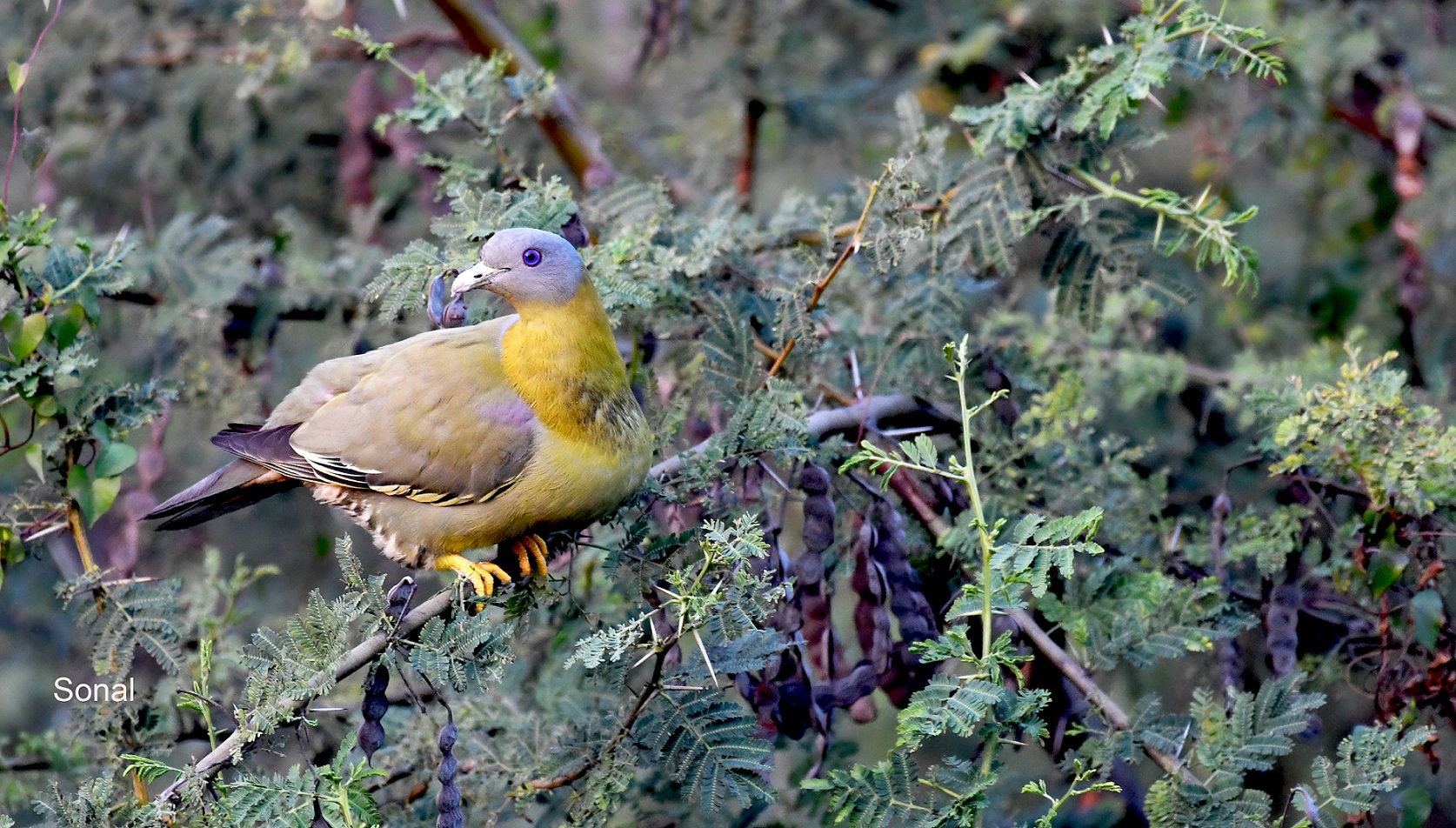 Yellow-footed Green Pigeon